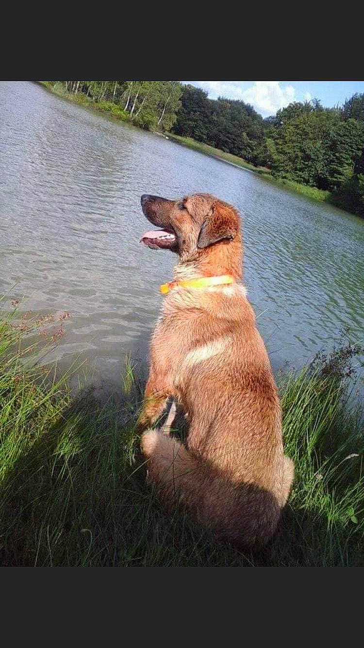 Many participe au concours pour gagner de l'argent avec cette photo : broholmer, canidae, carnivore, chesapeake_bay_retriever, dog, dog_breed, dog_collar, golden_retriever, hunting_dog, nova_scotia_duck_tolling_retriever, retriever, river, sporting_group, styrian_coarse_haired_hound