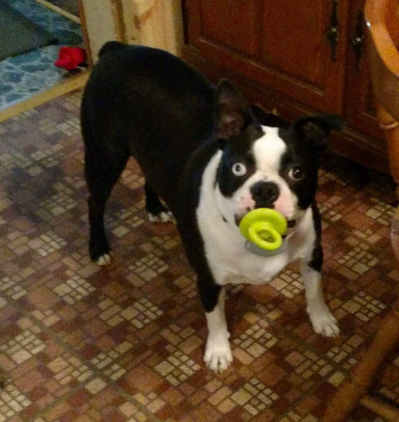 Jaxs is registered to the contest to win money with this photo: boston_terrier, canidae, carnivore, companion_dog, dog, dog_breed, fawn, mammal, non_sporting_group, snout, sporting_group, tail, valley_bulldog, vertebrate