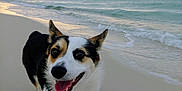 Lotus joined the competition — help win amazing prizes! dog, corgi, beach, sand, ocean, waves, leash, sunset, happy, smiling, pet, canine, paw, harness, portrait, outdoor, sky, horizon, water, vacation