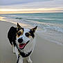 dog, corgi, beach, sand, ocean, waves, leash, sunset, happy, smiling, pet, canine, paw, harness, portrait, outdoor, sky, horizon, water, vacation