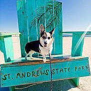 Lotus is registered to the contest to win money with this photo: dog, corgi, beach, turquoise_chair, wooden_bench, leash, sand, ocean, sky, sunny, park_sign, pet_portrait, outdoors, happy, tongue_out, front_paws, seaside, vacation, painted_sign, throne