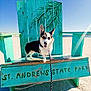 dog, corgi, beach, turquoise_chair, wooden_bench, leash, sand, ocean, sky, sunny, park_sign, pet_portrait, outdoors, happy, tongue_out, front_paws, seaside, vacation, painted_sign, throne