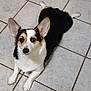 dog, corgi, pet, tricolor, tile_floor, indoors, lying_down, sploot, big_ears, looking_at_camera, brown_eyes, white_fur, black_fur, tan_fur, paws, nose, cute, attentive, portrait, floor_tiles