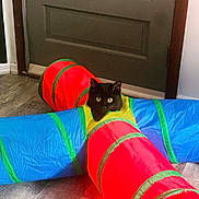 Ares is registered to the contest to win money with this photo: cat, black_cat, play_tunnel, colorful, indoor, floor, door, pet, animal, curious, eyes, fabric, toy, play, home, cute, looking, fun, bright_colors, domestic