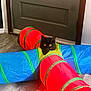 cat, black_cat, play_tunnel, colorful, indoor, floor, door, pet, animal, curious, eyes, fabric, toy, play, home, cute, looking, fun, bright_colors, domestic