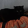 cat, black_cat, animal, pet, cushion, pumpkin, orange, indoor, feline, resting, eyes, dark, texture, wall, cozy, cute, fur, home, shadow, quiet