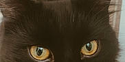 Ares is registered to the contest to win money with this photo: cat, black_cat, close_up, golden_eyes, feline, pet, whiskers, floor_tiles, curious, animal, domestic_animal, fur, portrait, looking_up, indoor, cute, face, tail, ears, nose