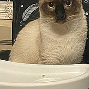 Thunder joined the competition — help win amazing prizes! cat, siamese_cat, pet, indoor, furniture, chair, high_chair, animal, cute, fur, whiskers, eyes, face, domestic, mammal, curious, seated, closeup, household, cozy