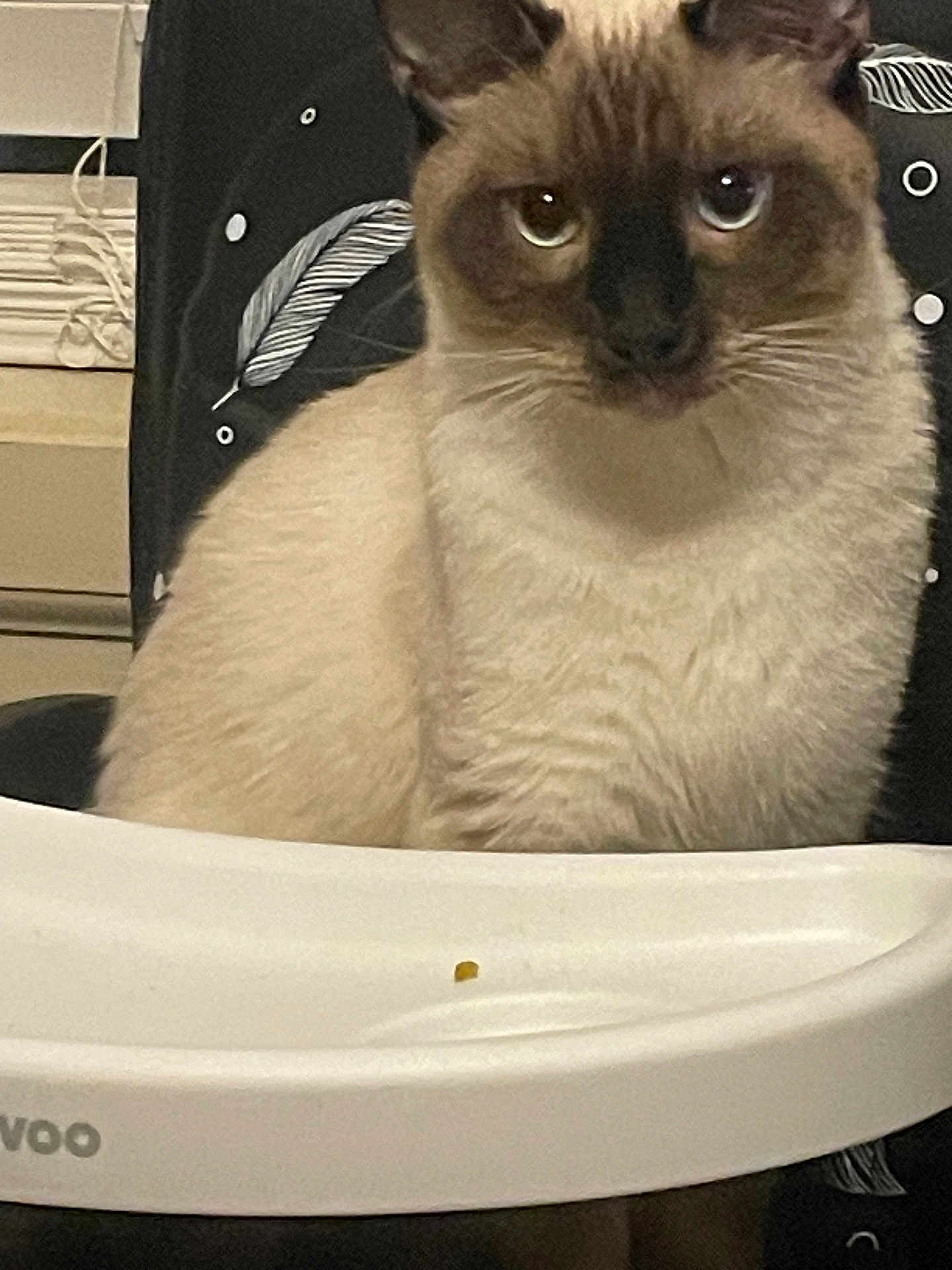 Thunder joined the competition — help win amazing prizes! cat, siamese_cat, pet, indoor, furniture, chair, high_chair, animal, cute, fur, whiskers, eyes, face, domestic, mammal, curious, seated, closeup, household, cozy