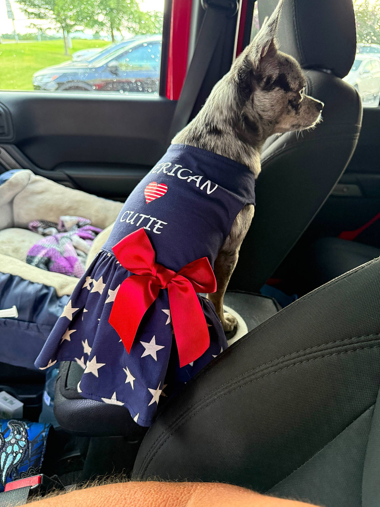 Piper is registered to the contest to win money with this photo: animal, car_interior, clothing, costume, daylight, dog, dress, fabric, human_arm, looking_out, outdoor_view, patriotic, pet, red_bow, seat, seatbelt, small_dog, stars, vehicle, window