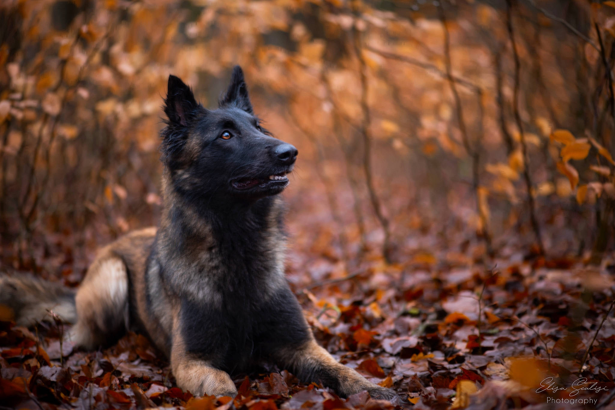 Polka a rejoint le concours — aidez-le/la à gagner de superbes lots ! carnivore, deciduous, dog, dog_breed, fawn, forest, fur, grass, herding_dog, natural_landscape, plant, snout, tail, terrestrial_animal, tree, trunk, twig, wood, woodland, working_animal