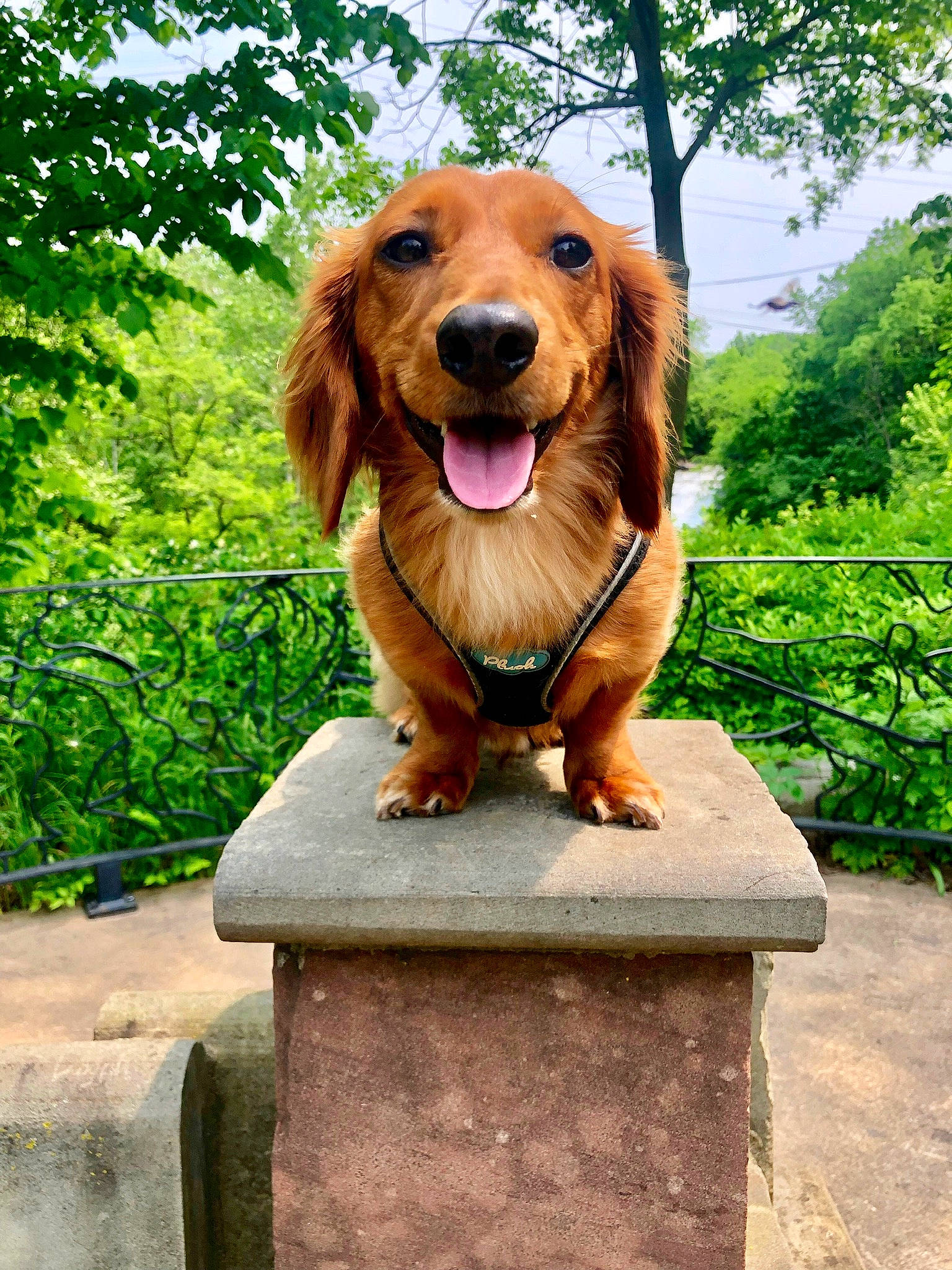 Lambeau is registered to the contest to win money with this photo: canidae, carnivore, companion_dog, dog, dog_breed, dog_supply, fawn, gun_dog, hound, hunting_dog, liver, plant, sky, snout, sporting_group, tree, wood, working_animal