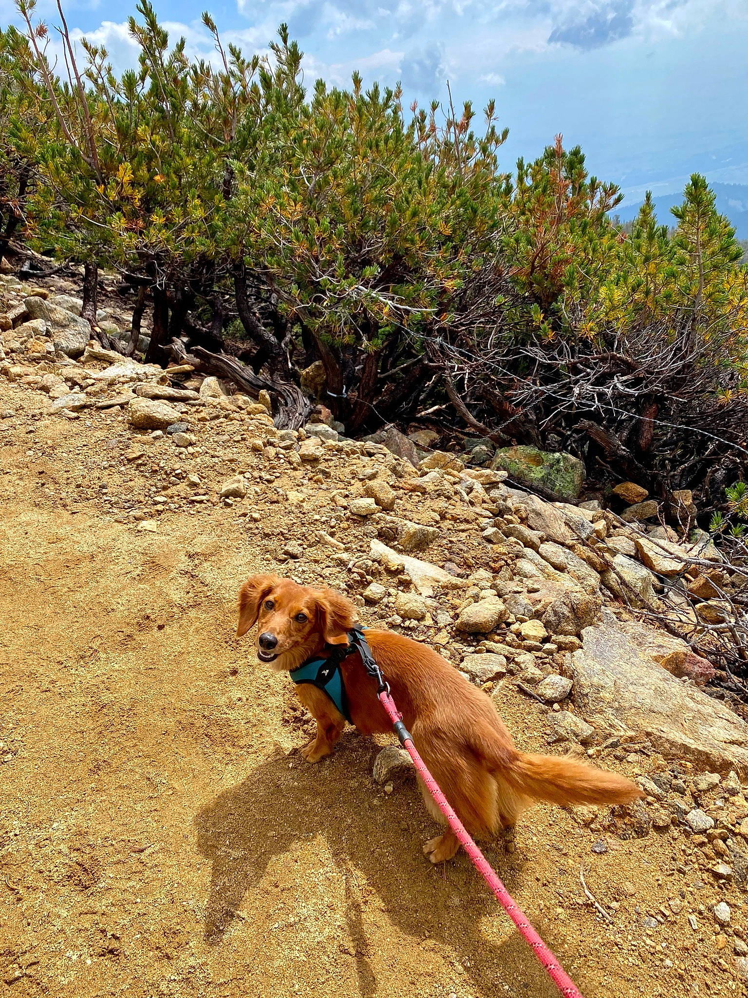 Lambeau joined the competition — help win amazing prizes! canidae, carnivore, cloud, collar, dog, dog_breed, dog_collar, dog_supply, fawn, landscape, leash, pet_supply, plant, plant_community, recreation, sky, soil, sporting_group, tree, working_animal