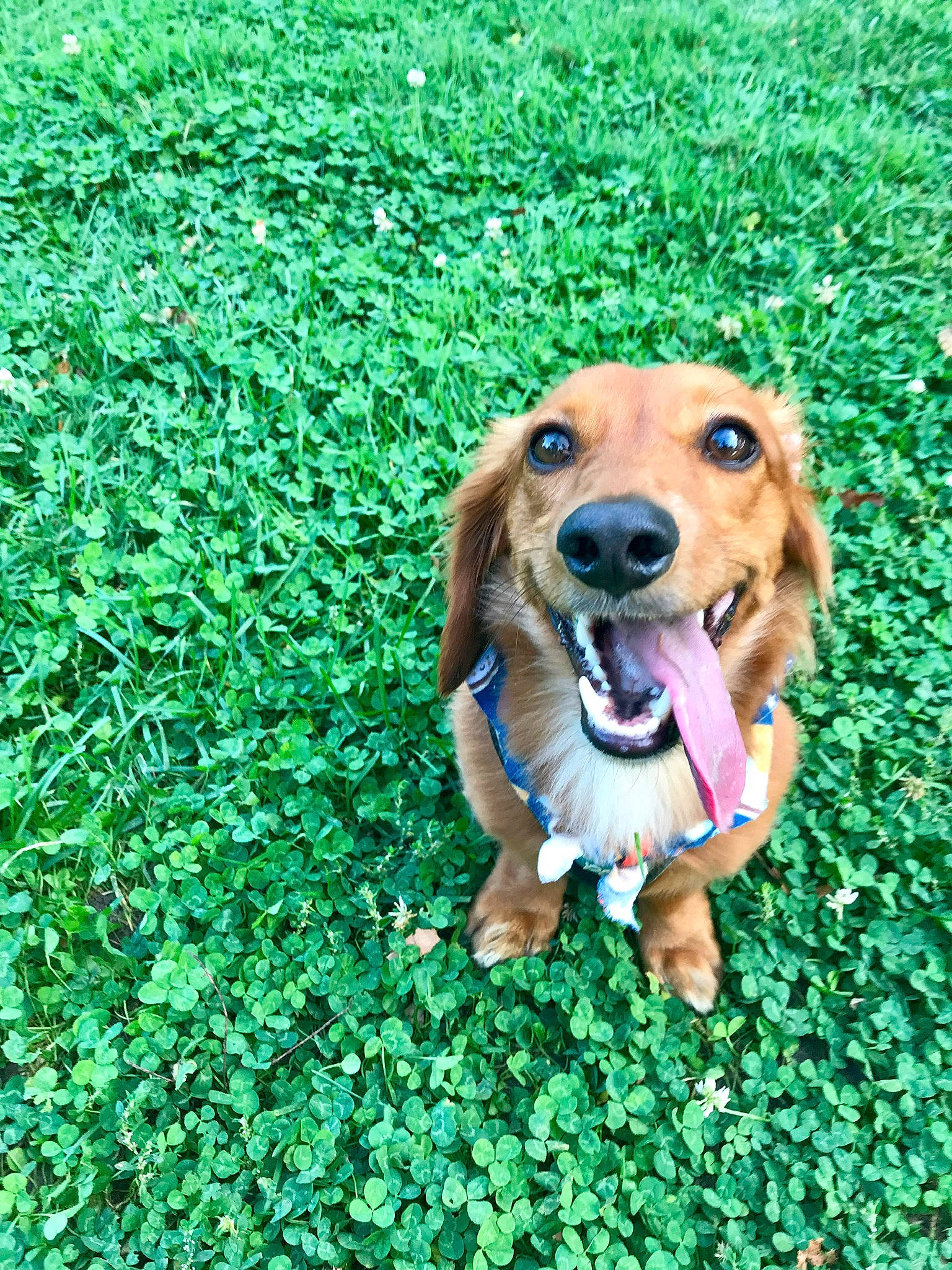 Lambeau is registered to the contest to win money with this photo: canidae, carnivore, companion_dog, dog, dog_breed, dog_supply, fawn, grass, grass_family, grassland, green, groundcover, happy, hound, people_in_nature, plant, puppy, snout, sporting_group, toy