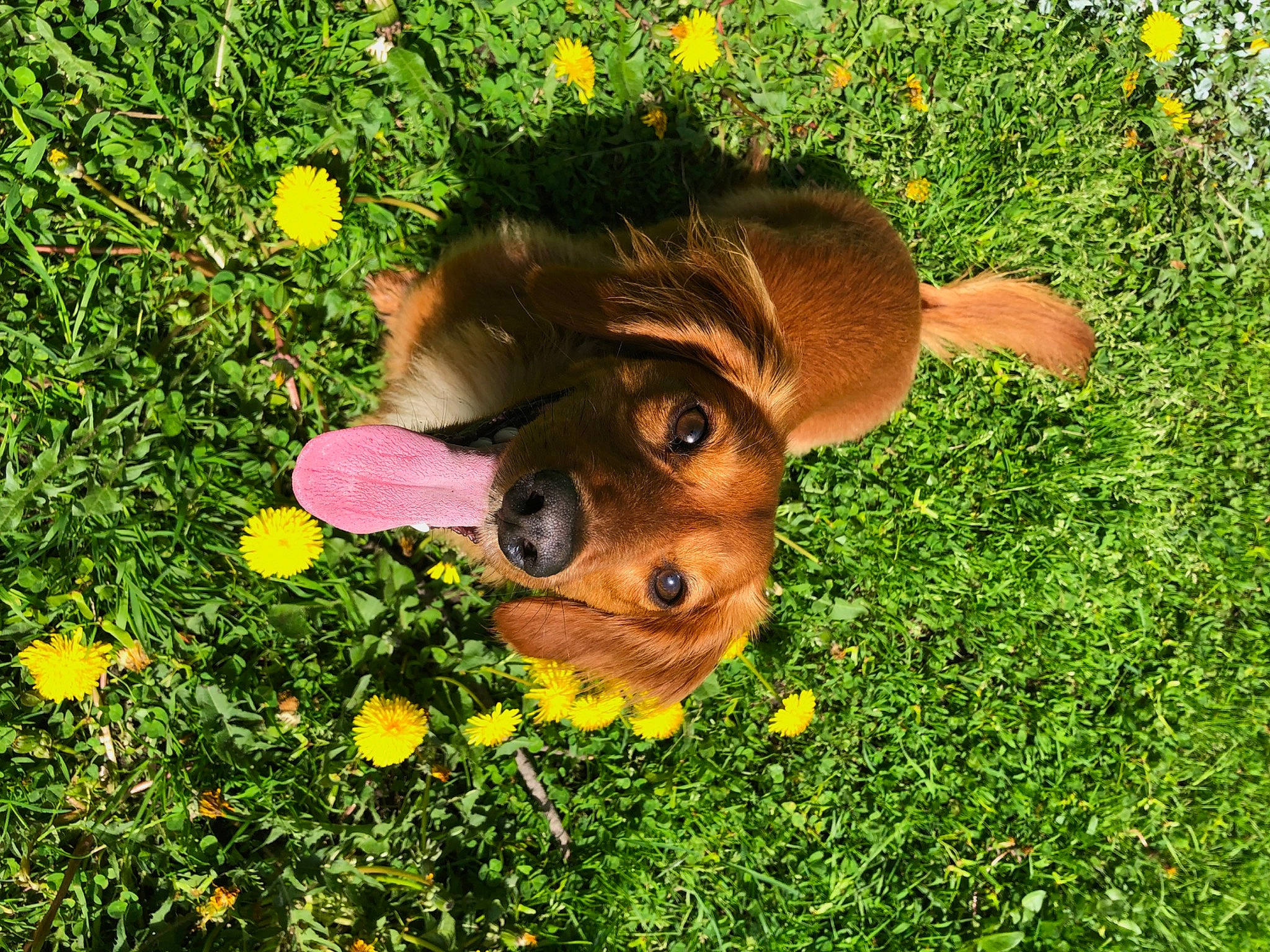 Lambeau is registered to the contest to win money with this photo: carnivore, companion_dog, dog, dog_breed, fawn, flower, grass, grass_family, grassland, groundcover, happy, lawn, leisure, meadow, people_in_nature, petal, plant, shrub, toy, working_animal