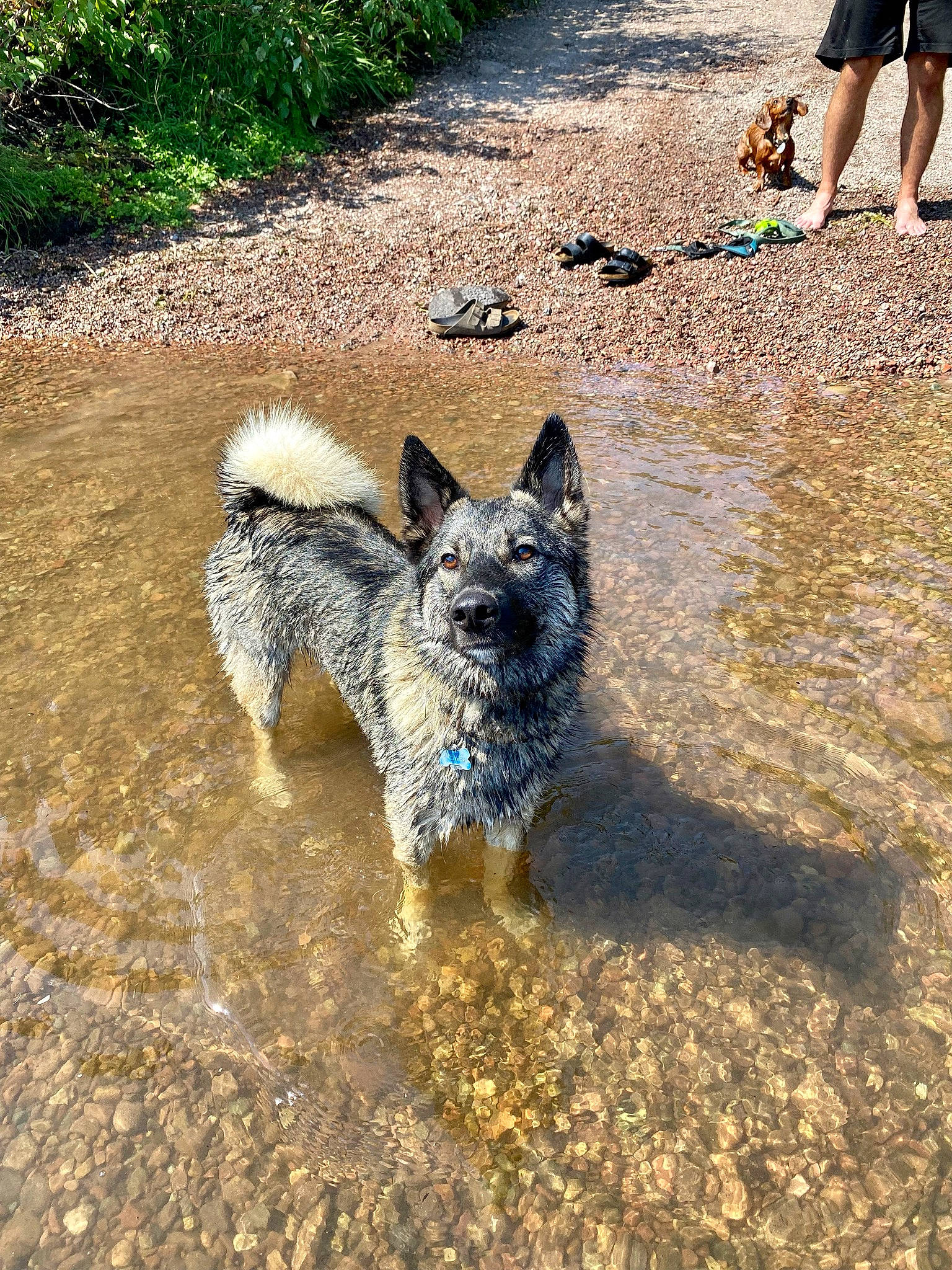 Brewer joined the competition — help win amazing prizes! australian_cattle_dog, canidae, canis, carnivore, dog, dog_breed, foot, grass, herding_dog, non_sporting_group, plant, shadow, snout, soil, sporting_group, tail, walking, working_animal, working_dog