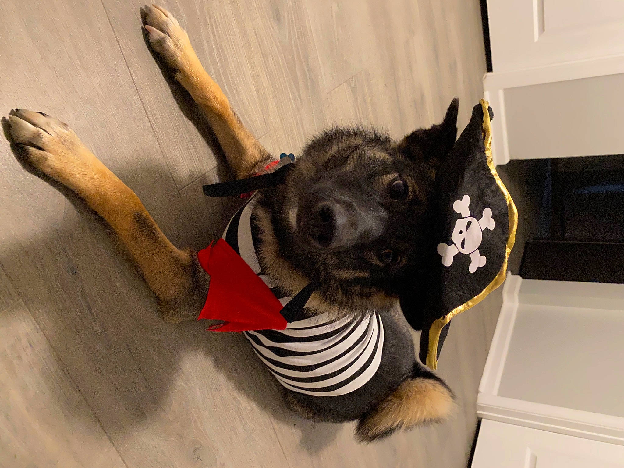 Brewer is registered to the contest to win money with this photo: carnivore, companion_dog, dog, dog_breed, dog_clothes, dog_supply, ear, fawn, felidae, floor, flooring, hat, horn, small_to_medium_sized_cats, snout, sporting_group, tail, whiskers, wood, working_animal