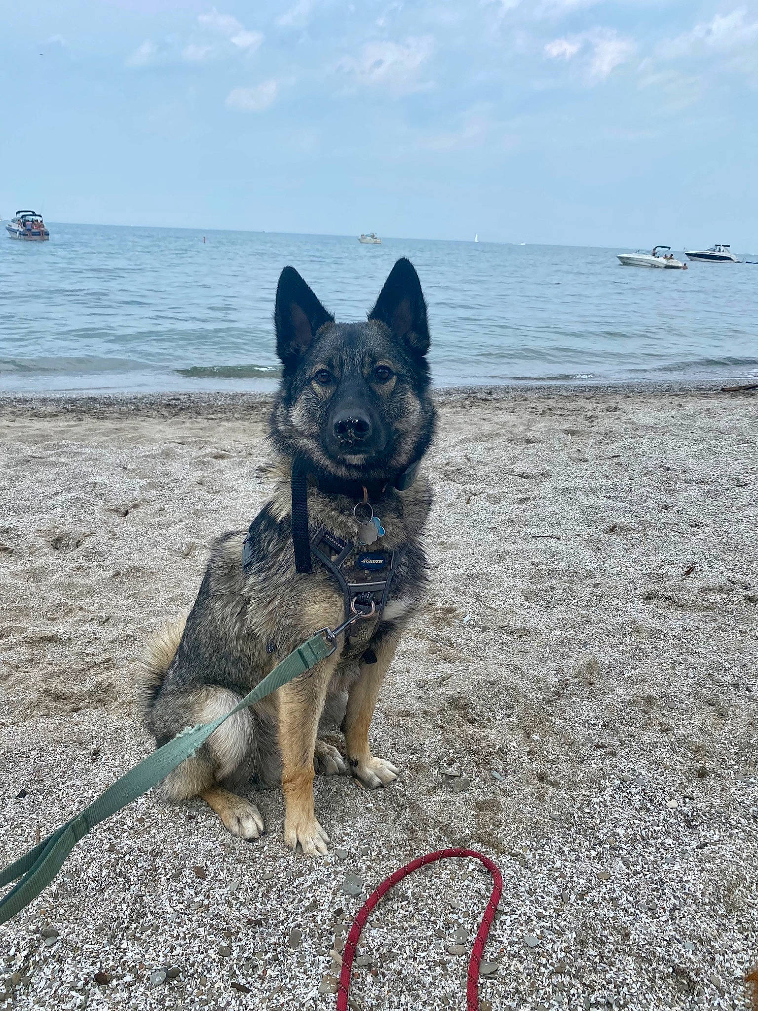 Brewer is registered to the contest to win money with this photo: australian_cattle_dog, beach, canidae, carnivore, cloud, collar, dog, dog_breed, dog_collar, electric_blue, herding_dog, ocean, sand, sky, snout, sporting_group, tail, water, wind_wave, working_animal