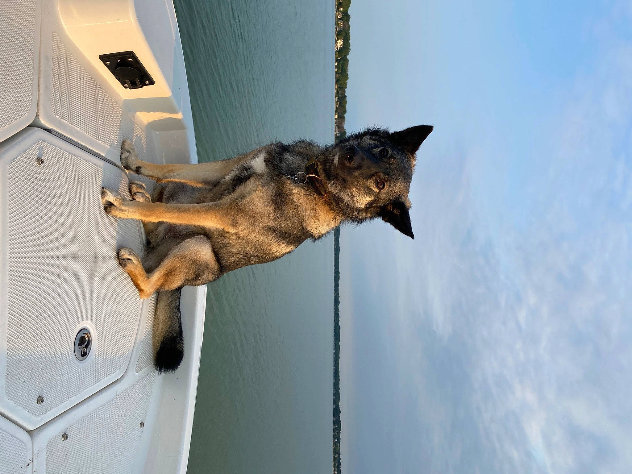 Brewer is registered to the contest to win money with this photo: art, canidae, carnivore, cloud, collar, dog, dog_breed, fawn, felidae, fur, guard_dog, sky, small_to_medium_sized_cats, sporting_group, tail, tree, window, wood, working_animal, working_dog