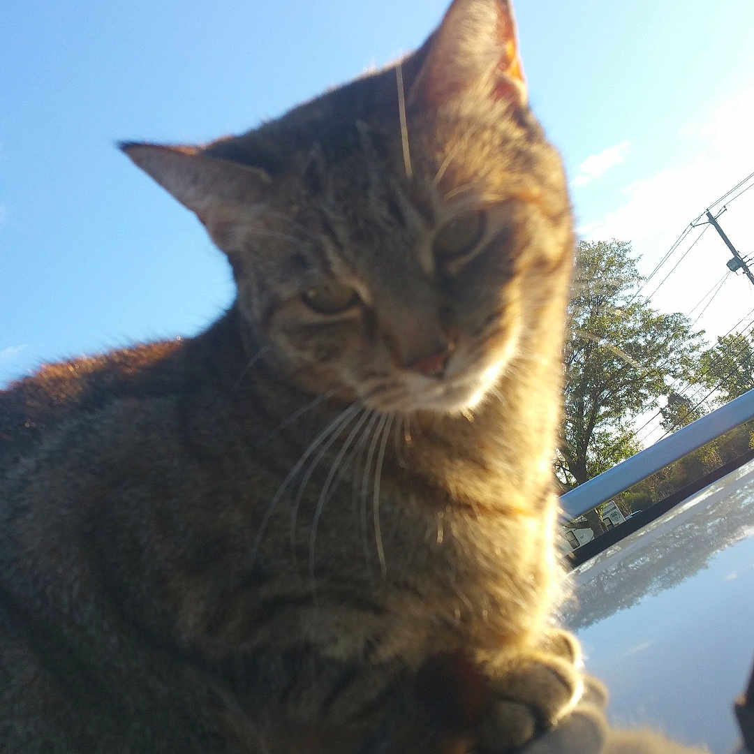 Princess joined the competition — help win amazing prizes! animal, blue_sky, cat, closeup, curious, daytime, ears, feline, fur, nature, outdoor, perched, pet, reflection, shiny_surface, sky, sunlight, tabby, tree, whiskers