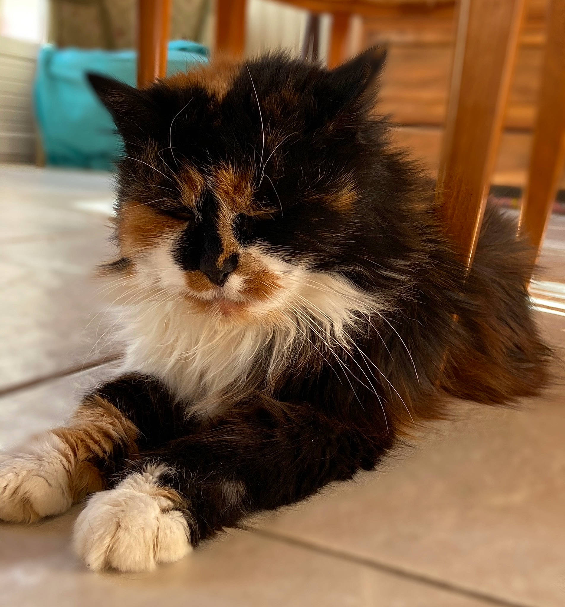 Barbouille a rejoint le concours — aidez-le/la à gagner de superbes lots ! british_longhair, carnivore, cat, claw, domestic_short_haired_cat, felidae, flooring, foot, fur, hardwood, human_leg, paw, sitting, small_to_medium_sized_cats, snout, tail, terrestrial_animal, whiskers, window, wood