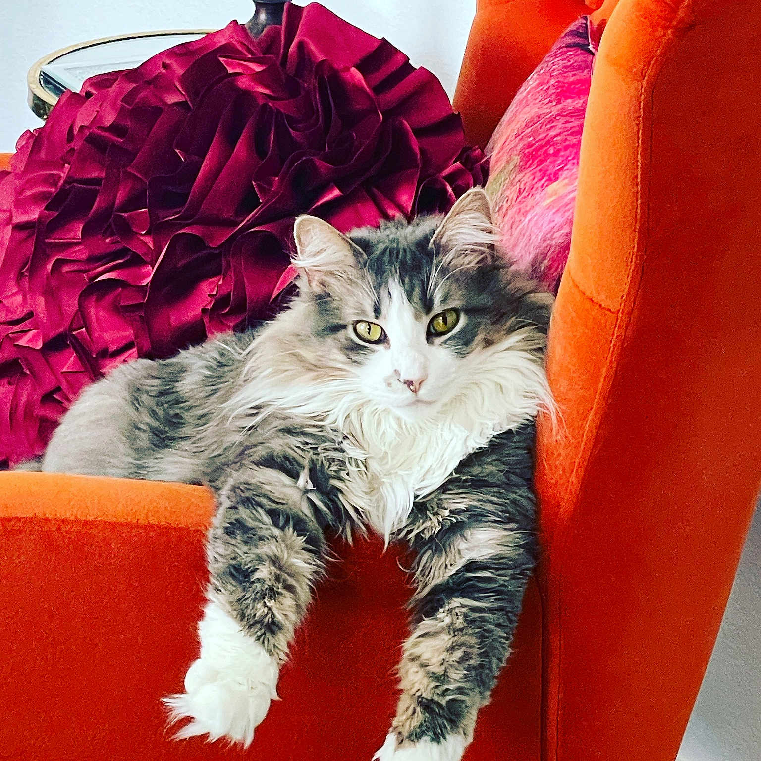 Jasper joined the competition — help win amazing prizes! accessories, animal, architecture, armchair, blanket, building, cat, chair, couch, cushion, featherboa, furniture, homedecor, indoors, kitten, livingroom, manx, pet, room, velvet