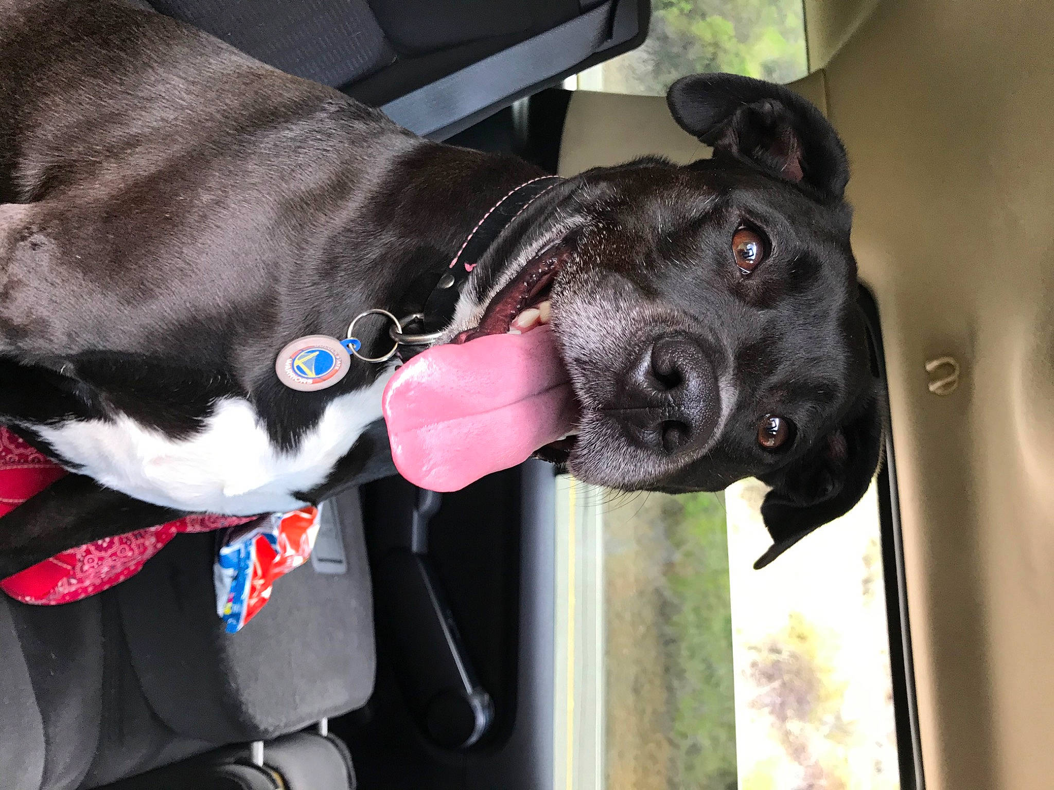 Peppa is registered to the contest to win money with this photo: auto_part, canidae, carnivore, collar, companion_dog, dog, dog_breed, dog_collar, dog_supply, fashion_accessory, fawn, fur, giant_dog_breed, guard_dog, leash, pet_supply, snout, sporting_group, vehicle_door, working_animal