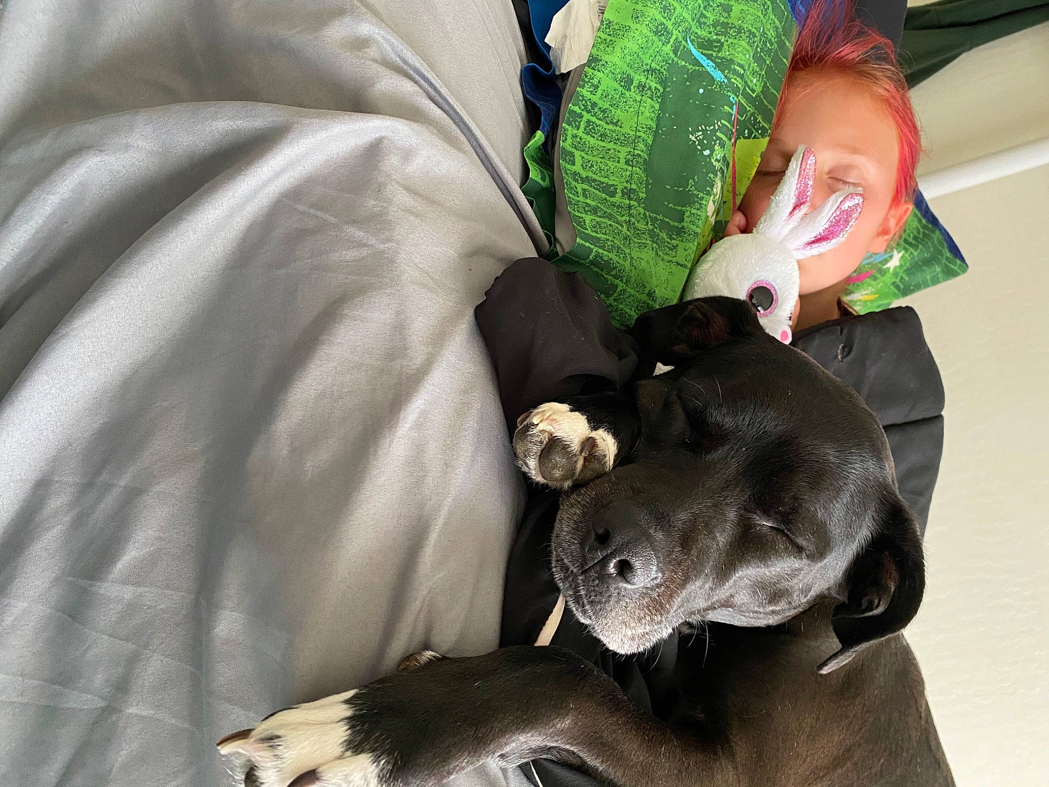 Peppa is registered to the contest to win money with this photo: baby_products, bag, canidae, claw, comfort, companion_dog, dog_breed, felidae, fictional_character, fur, linens, nap, personal_protective_equipment, plush, sporting_group, stuffed_toy, tail, terrestrial_animal, toy, whiskers