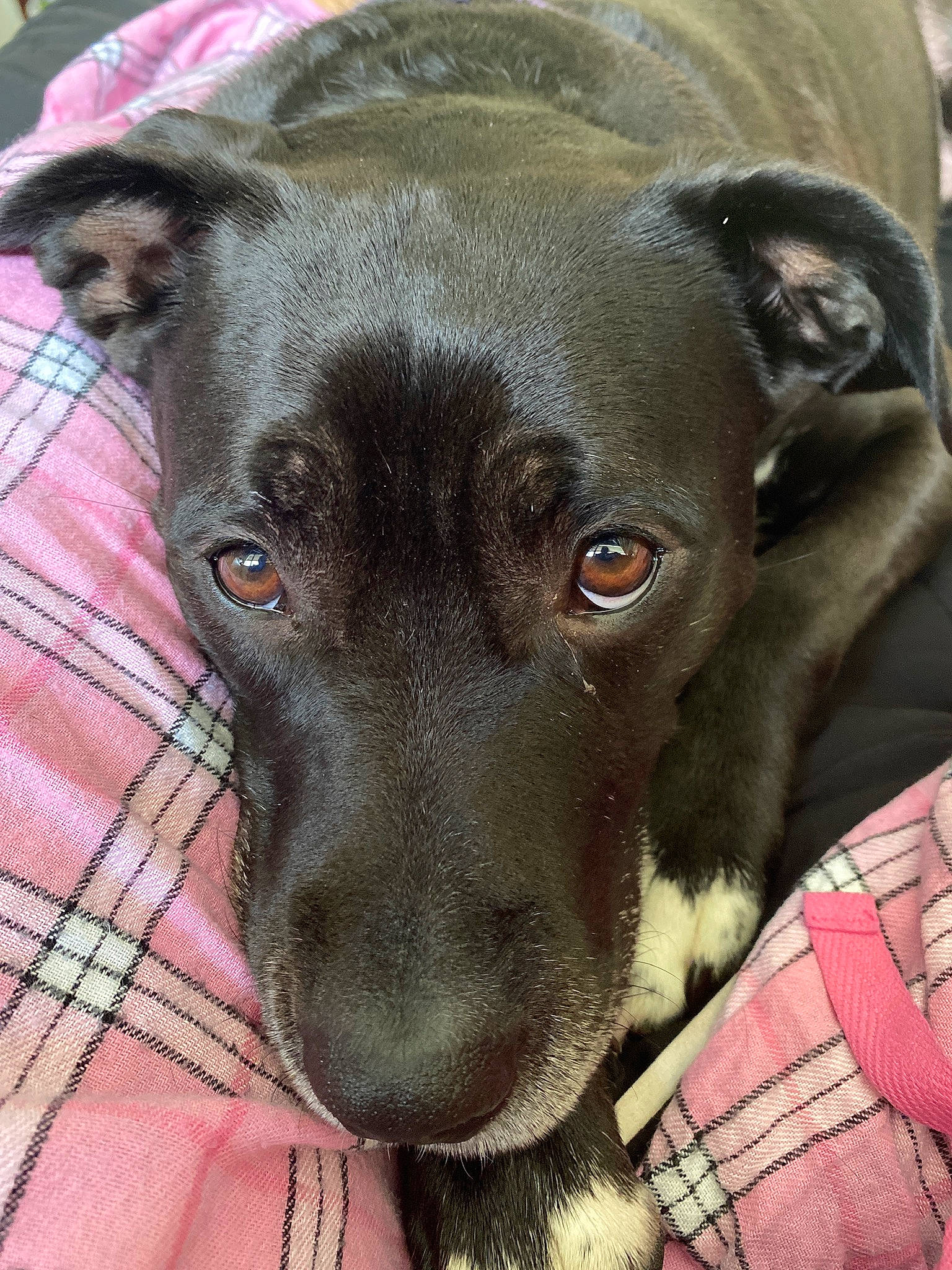 Peppa joined the competition — help win amazing prizes! borador, canidae, carnivore, collar, companion_dog, dog, dog_breed, dog_supply, fawn, grey, liver, pattern, pet_supply, plaid, snout, sporting_group, tartan, terrestrial_animal, whiskers, working_animal