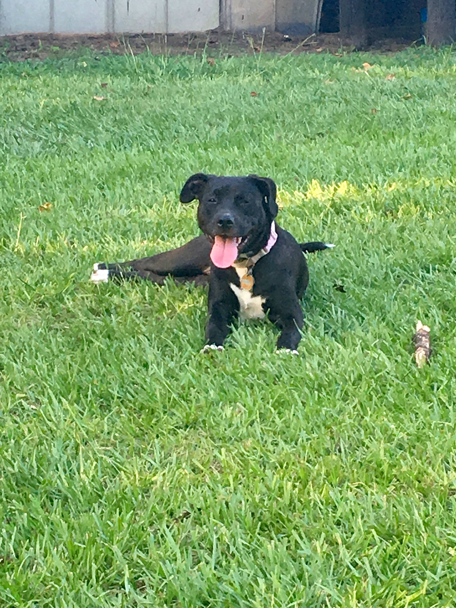 Peppa joined the competition — help win amazing prizes! borador, canidae, carnivore, companion_dog, dog, dog_breed, grass, grassland, groundcover, guard_dog, hunting_dog, lawn, non_sporting_group, pasture, plant, sporting_group, tail, terrestrial_animal, working_animal, working_dog