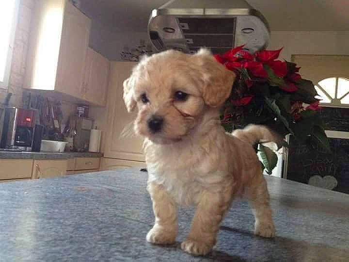 Mia participe au concours pour gagner de l'argent avec cette photo : carnivore, chair, companion_dog, dog, dog_breed, fawn, flower, fur, houseplant, maltepoo, plant, poodle_crossbreed, puppy_love, shih_poo, small_terrier, snout, terrier, toy_dog, whiskers, working_animal