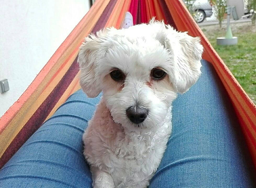 Mia participe au concours pour gagner de l'argent avec cette photo : bichon, canidae, carnivore, companion_dog, dog, dog_breed, labradoodle, maltepoo, plant, poodle, poodle_crossbreed, small_terrier, sporting_group, terrier, tire, toy_dog, water_dog, wheel, wood, working_animal