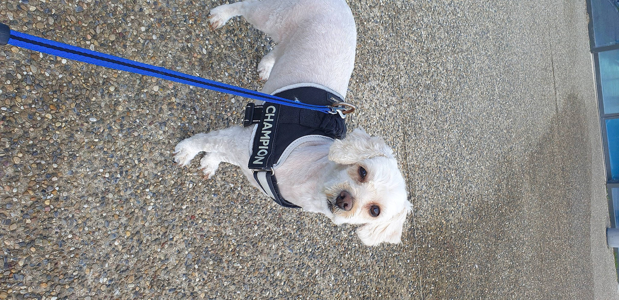 Mia participe au concours pour gagner de l'argent avec cette photo : canidae, carnivore, collar, companion_dog, dog, dog_breed, dog_clothes, dog_collar, dog_supply, electric_blue, fashion_accessory, fawn, leash, pet_supply, small_terrier, snout, sporting_group, tail, toy_dog, working_animal