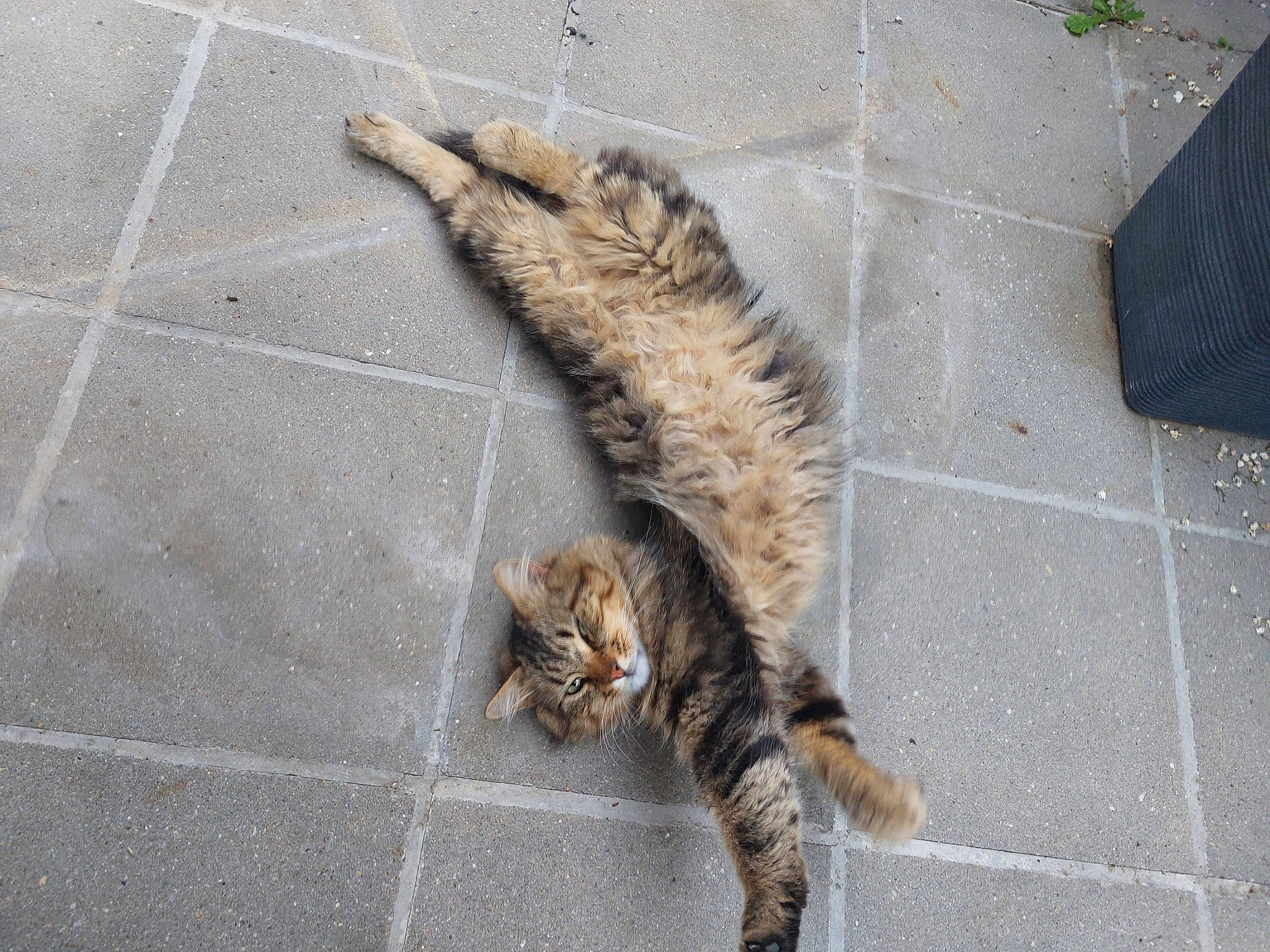 Diego a rejoint le concours — aidez-le/la à gagner de superbes lots ! asphalt, carnivore, cat, claw, concrete, domestic_short_haired_cat, fawn, felidae, flagstone, flooring, fur, paw, road_surface, small_to_medium_sized_cats, tail, terrestrial_animal, tile_flooring, whiskers, wood