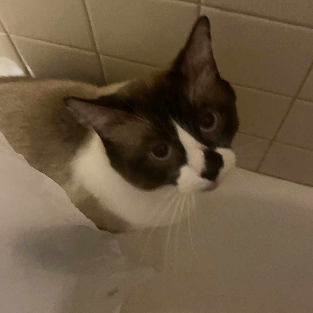 Bandit