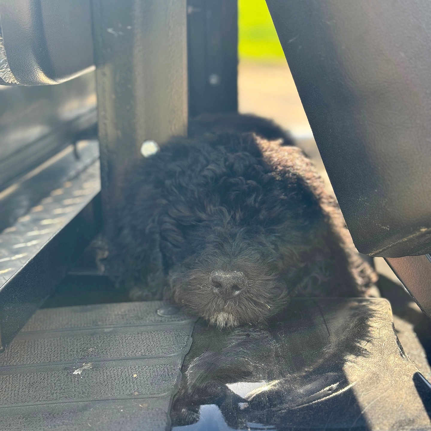 Willow is registered to the contest to win money with this photo: affenpinscher, animal, architecture, building, canine, car, cat, cockerspaniel, dog, kitten, outdoors, person, pet, poodle, puppy, shelter, sleeping, terrier, transportation, vehicle