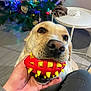 canine, christmas_tree, closeup, decorations, dog, festive, floor, fun, hand, holiday, indoor, nose, paw, person, pet, playing, red, table, toy, yellow