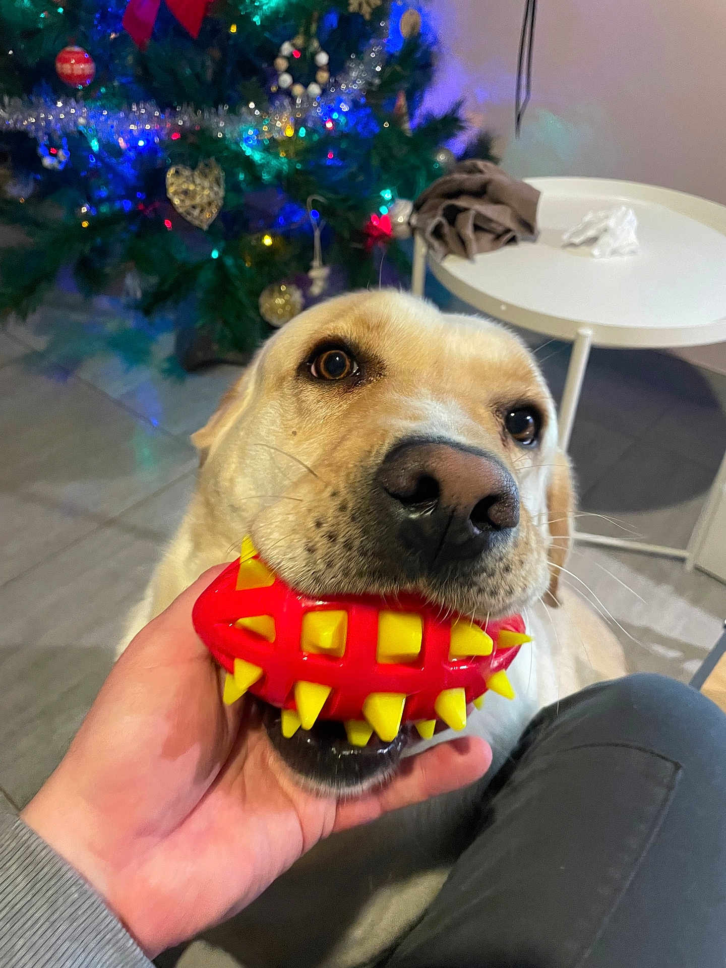 Olone a rejoint le concours — aidez-le/la à gagner de superbes lots ! canine, christmas_tree, closeup, decorations, dog, festive, floor, fun, hand, holiday, indoor, nose, paw, person, pet, playing, red, table, toy, yellow
