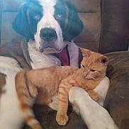 Daisy is registered to the contest to win money with this photo: dog, cat, orange_tabby, pet, animal, couch, chair, indoor, cozy, relaxed, fur, mammal, companion, friendship, resting, paw, snuggling, cute, domestic_animal, feline