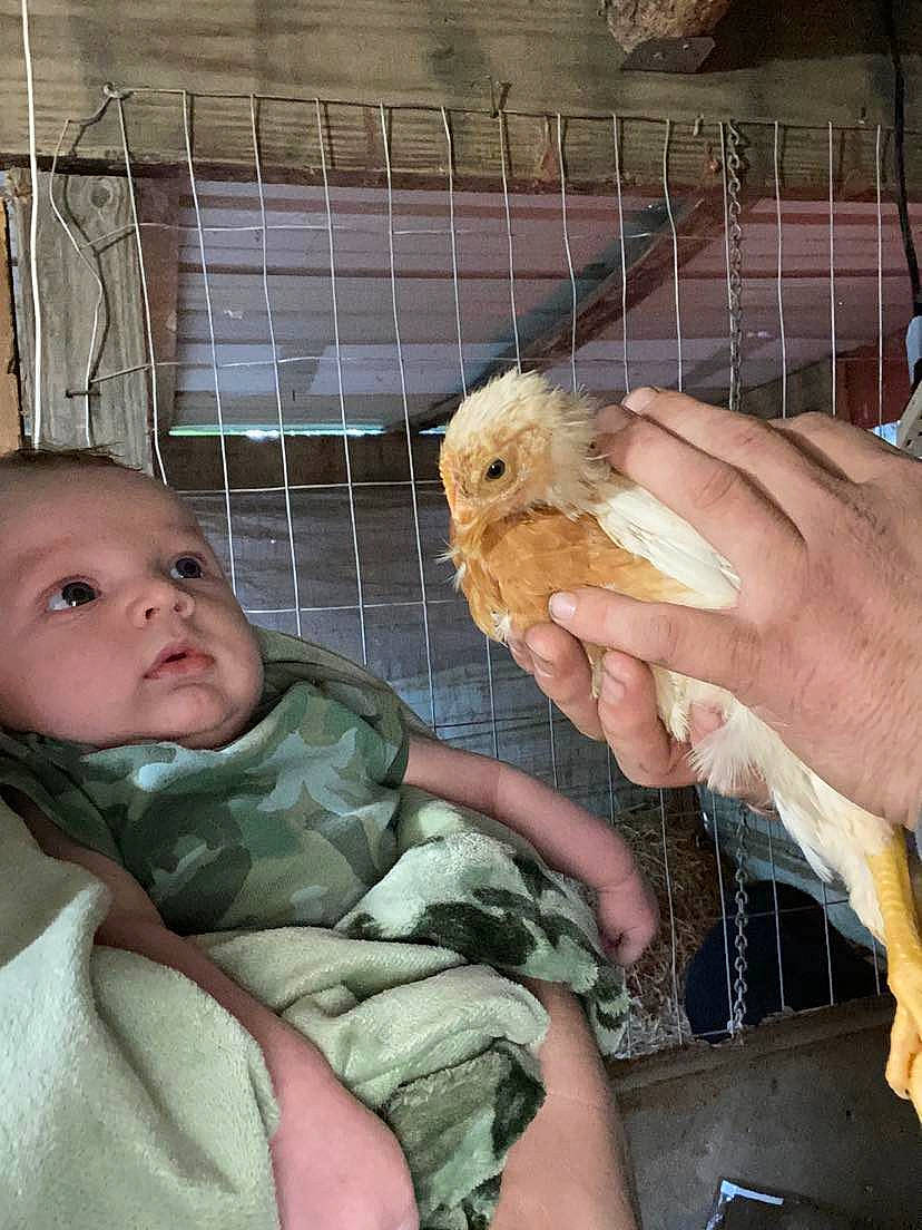 Colten joined the competition — help win amazing prizes! animal_shelter, baby, beak, bird, bird_supply, cage, chicken, comb, comfort, fowl, galliformes, livestock, military_camouflage, parrot, perching_bird, person, pet_supply, phasianidae, poultry, songbird