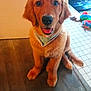golden_retriever, puppy, dog, indoor, wooden_floor, tiled_floor, bandana, pet_toy, colorful_toy, happy, sitting, looking_at_camera, tongue_out, cute, domestic_animal, fur, playful, animal, young_dog, pet
