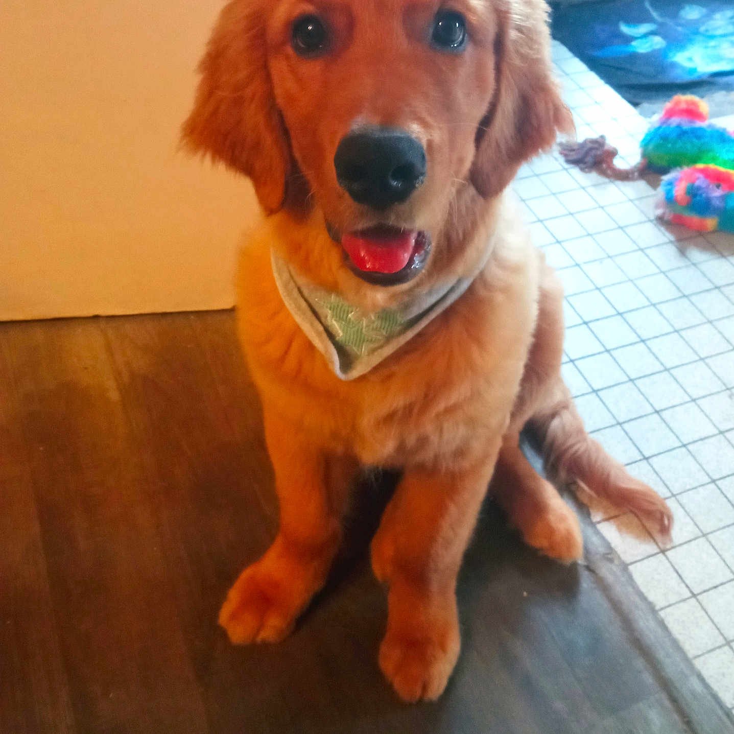 Arrow participe au concours pour gagner de l'argent avec cette photo : animal, bandana, colorful_toy, cute, dog, domestic_animal, fur, golden_retriever, happy, indoor, looking_at_camera, pet, pet_toy, playful, puppy, sitting, tiled_floor, tongue_out, wooden_floor, young_dog