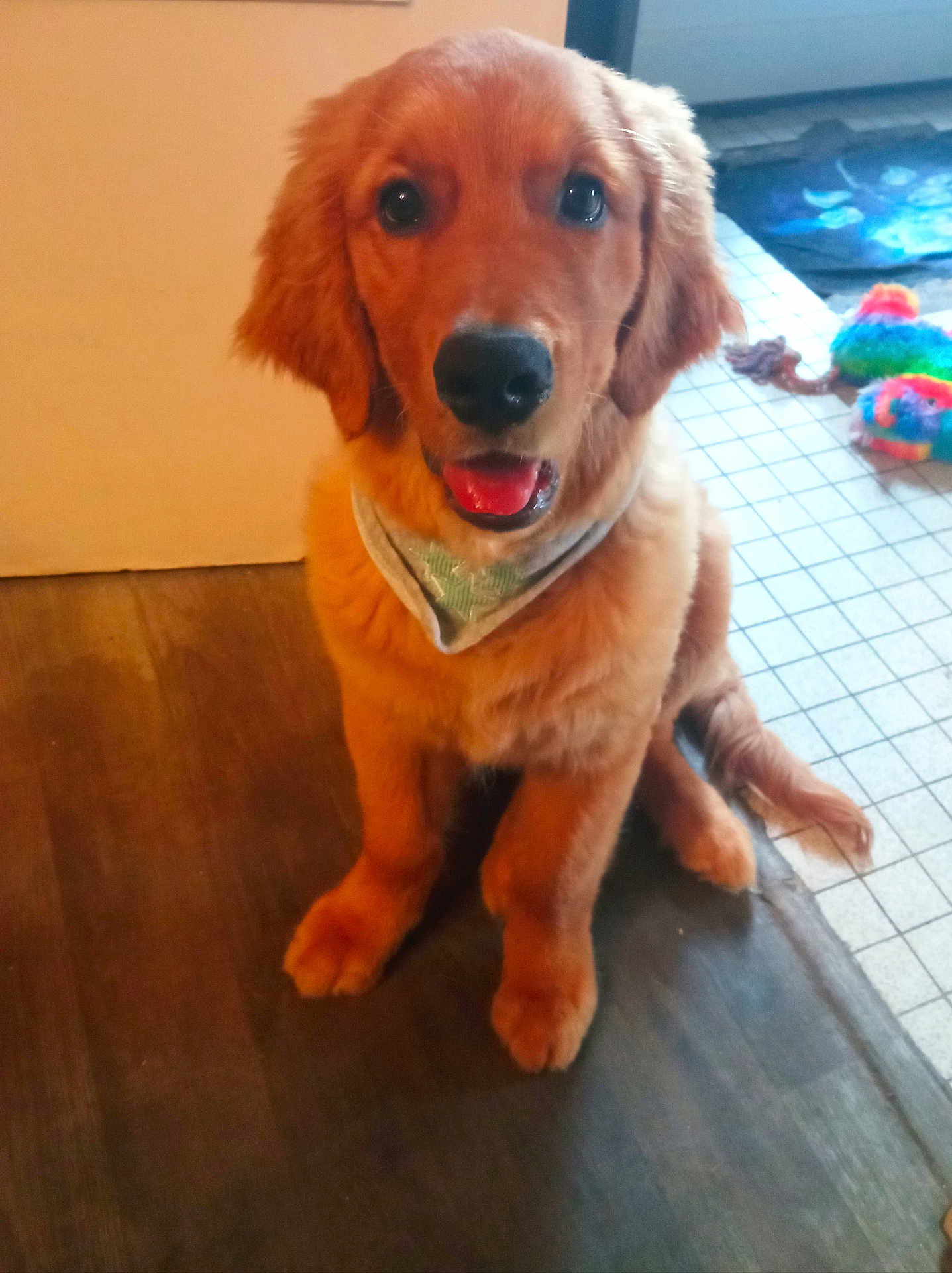 Arrow participe au concours pour gagner de l'argent avec cette photo : golden_retriever, puppy, dog, indoor, wooden_floor, tiled_floor, bandana, pet_toy, colorful_toy, happy, sitting, looking_at_camera, tongue_out, cute, domestic_animal, fur, playful, animal, young_dog, pet