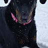 dog, black_dog, pink_collar, snow, outdoor, animal, pet, fur, canine, winter, cold, laying_down, looking_at_camera, snowflakes, nature, mammal, companion, portrait, alert, quiet