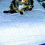 Millie joined the competition — help win amazing prizes! cat, tabby, pet, bed, indoor, fur, animal, feline, patterned_sheet, purple_blanket, curious, sitting, looking, cozy, domestic, furry, resting, bedroom, furniture, night