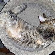 Millie joined the competition — help win amazing prizes! belly_up, cat, cat_bed, close_up, cozy, curled_up, domestic_cat, ear, fur_texture, furry, household, indoor, nap, paw, pet, relaxed, sleep, sleeping_cat, tabby_cat, whiskers
