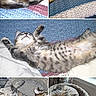 adorable, bed, blanket, cat, cat_bed, close_up, collage, cozy, crochet_blanket, fur, indoor, kitten, napping, paws, pet, relaxed, sleeping, stretching, tabby_cat, whiskers