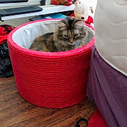 Millie joined the competition — help win amazing prizes! cat, tabby_cat, red_basket, basket, stuffed_toy, plush_toy, toy_dog, bedroom, mattress, bed_skirt, wood_floor, hardwood, floor, indoor, pet, cozy, clutter, furniture, lounging, domestic