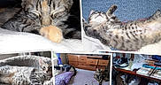Millie joined the competition — help win amazing prizes! bed, blanket, cat, cat_tree, collage, couch, cozy, dresser, fur, furniture, indoor, kitten, nap, paw, pet, plant, remote_control, sleeping, whiskers, window