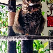 Millie is registered to the contest to win money with this photo: cat, tabby_cat, cat_tree, indoor, houseplants, greenery, furniture, pet, animal, fluffy, fur, perched, cozy, decor, window, light, plant_pot, scratching_post, domestic_cat, cute